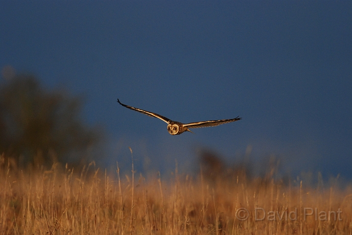 Short-eared owl - F.JPG - Short-eared owl - Gloucestershire